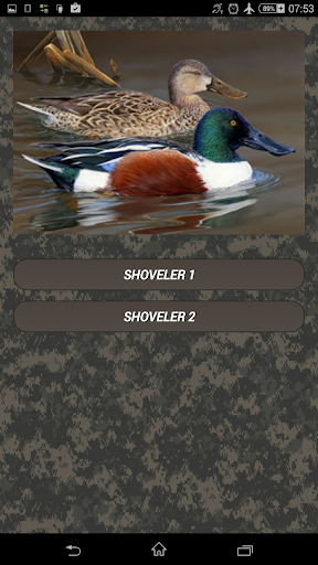 Duck hunting calls - Image screenshot of android app