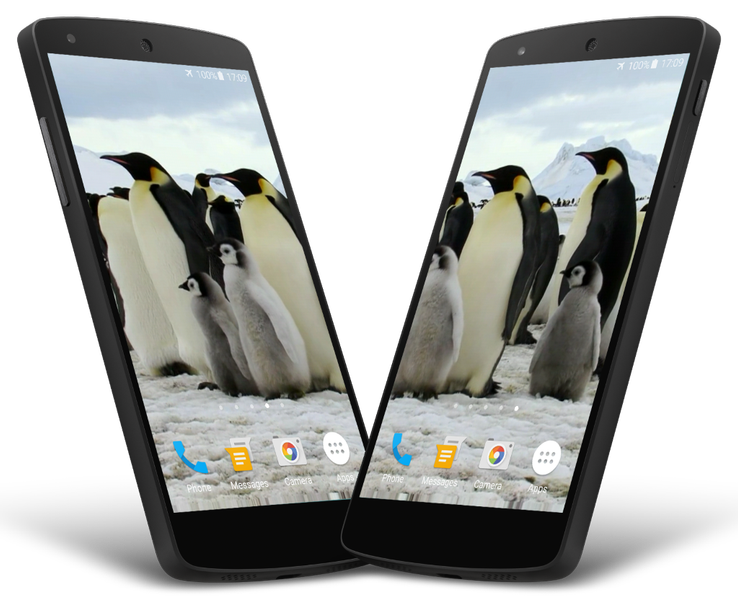 Penguins Video Live Wallpaper - Image screenshot of android app