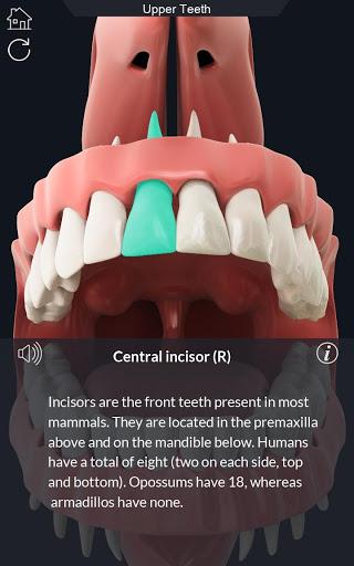 Dental Anatomy - Image screenshot of android app