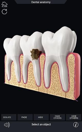 Dental Anatomy - Image screenshot of android app