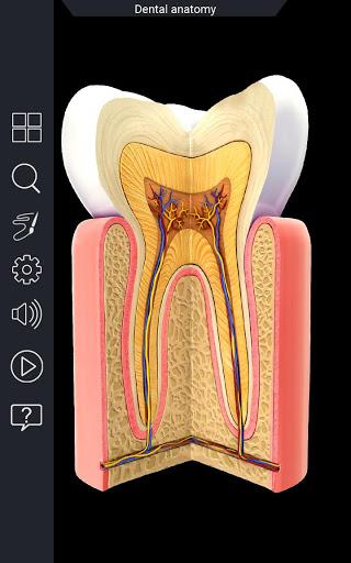 Dental Anatomy - Image screenshot of android app