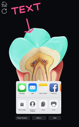 Dental Anatomy - Image screenshot of android app