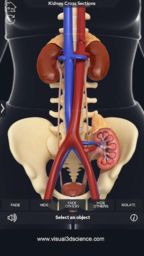 Kidney Anatomy - عکس برنامه موبایلی اندروید