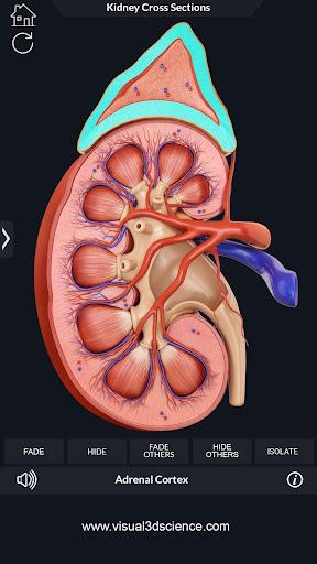 Kidney Anatomy - عکس برنامه موبایلی اندروید