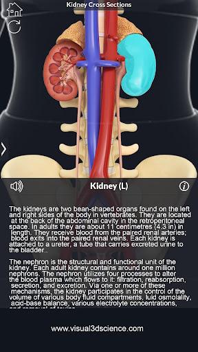 Kidney Anatomy - عکس برنامه موبایلی اندروید