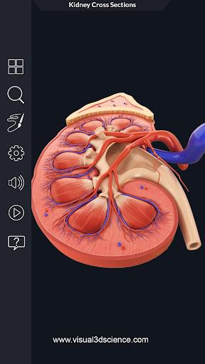 Kidney Anatomy - عکس برنامه موبایلی اندروید