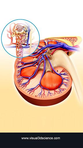 Kidney Anatomy - عکس برنامه موبایلی اندروید