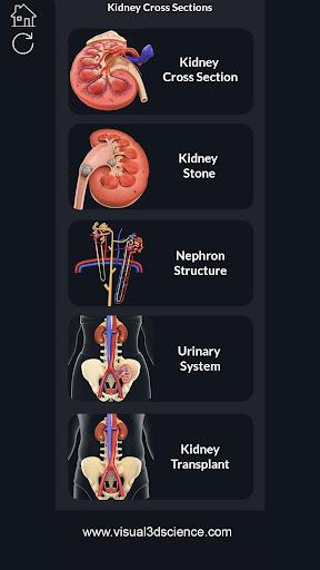 Kidney Anatomy - Image screenshot of android app