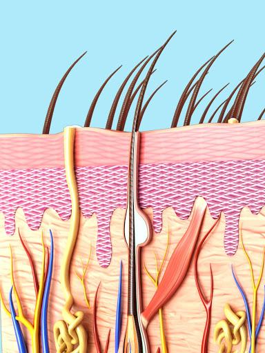 Skin Anatomy - عکس برنامه موبایلی اندروید