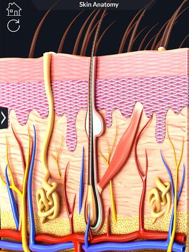 Skin Anatomy - عکس برنامه موبایلی اندروید