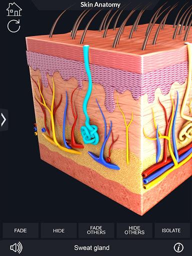 Skin Anatomy - عکس برنامه موبایلی اندروید