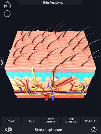 Skin Anatomy - عکس برنامه موبایلی اندروید