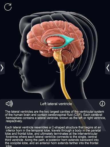 My Brain Anatomy - Image screenshot of android app