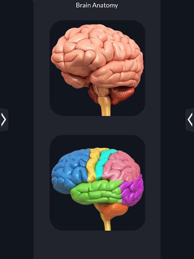Brain Anatomy Pro. - Image screenshot of android app