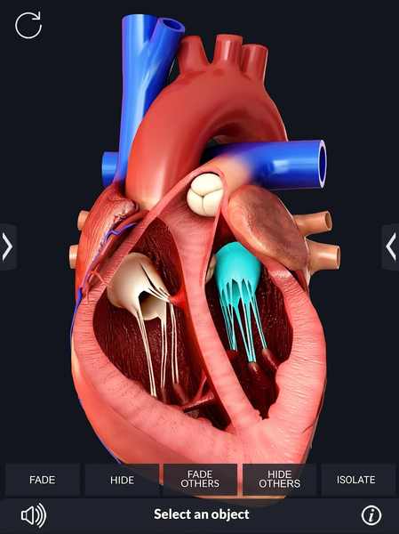 Heart Anatomy Pro. - Image screenshot of android app