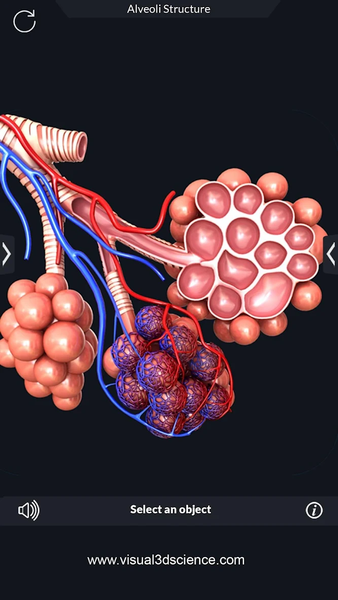 Human Anatomy - عکس برنامه موبایلی اندروید