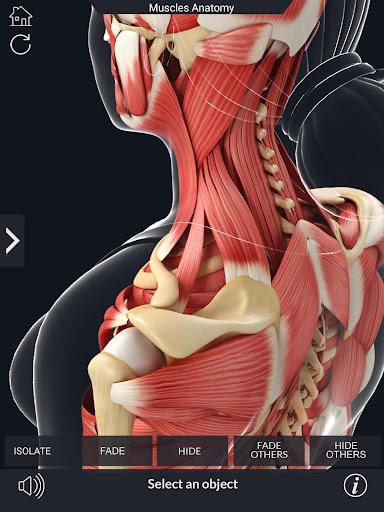 My Muscle Anatomy - عکس برنامه موبایلی اندروید