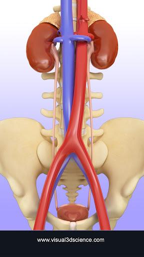 Urinary System Pro. - Image screenshot of android app