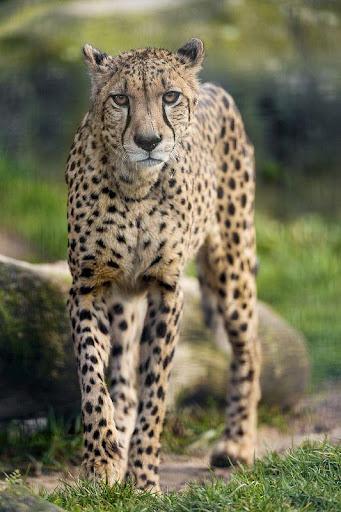 Cheetah Wallpapers HD - Image screenshot of android app