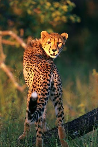 Cheetah Wallpapers HD - Image screenshot of android app