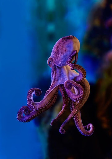 Octopus Wallpapers HD  Apps on Google Play