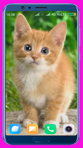 Cute Kitten HD Wallpaper - Image screenshot of android app