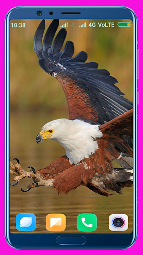 Eagle HD Wallpaper - Image screenshot of android app