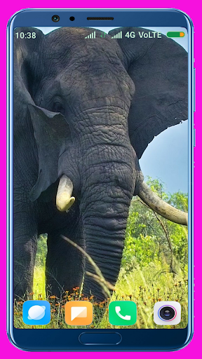 Elephant HD Wallpaper - عکس برنامه موبایلی اندروید