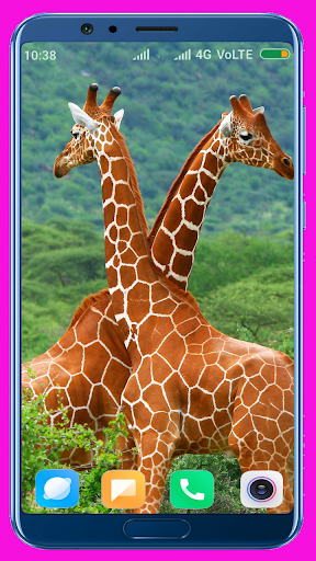 Giraffe HD Wallpaper - عکس برنامه موبایلی اندروید