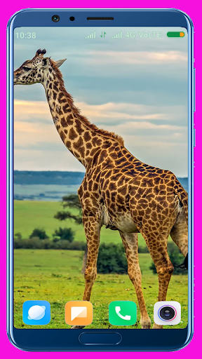 Giraffe HD Wallpaper - Image screenshot of android app