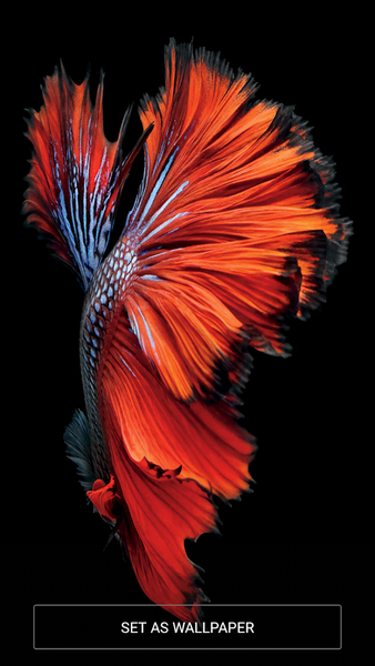Wallpapers iOS Full HD - عکس برنامه موبایلی اندروید