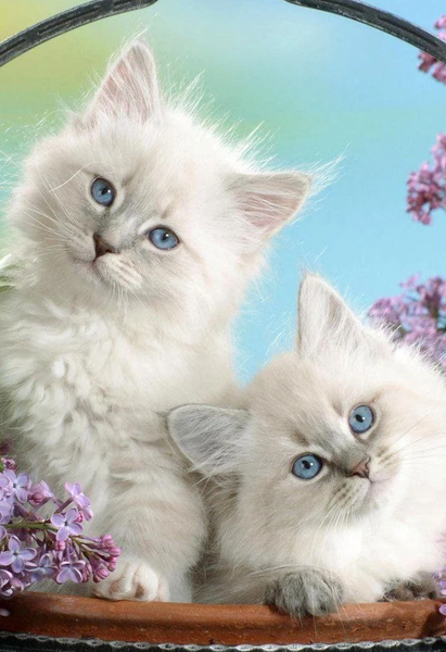 Kittens cats cute wallpapers - Image screenshot of android app