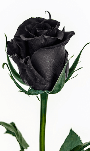 Black Roses Isolated On A Black Background Greeting Card With Roses Stock  Photo  Download Image Now  iStock