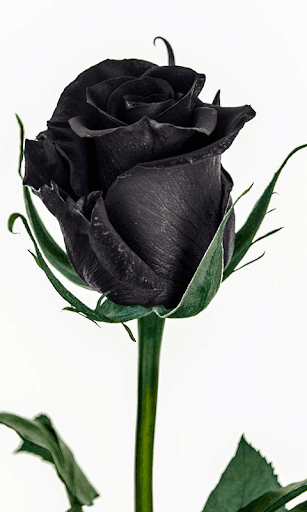 Black Rose HD Wallpaper - Image screenshot of android app