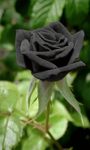 Black Rose HD Wallpaper APK for Android Download