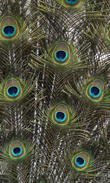 Peacock Feather HD Wallpapers - Image screenshot of android app
