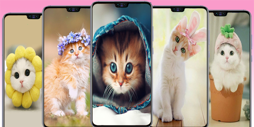 Cute Cat wallpaper - Kitten images - عکس برنامه موبایلی اندروید