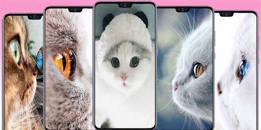 Cute Cat wallpaper - Kitten images - Image screenshot of android app