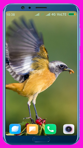 Bird HD Wallpaper - Image screenshot of android app