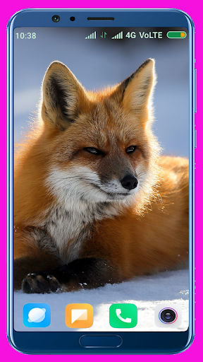 Fox HD Wallpaper - Image screenshot of android app