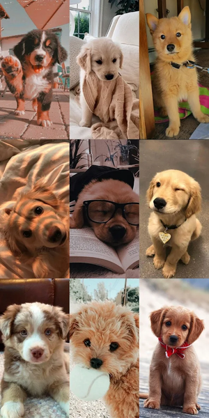 Puppy Wallpaper HD - Image screenshot of android app