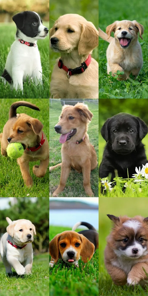Puppy Wallpaper HD - Image screenshot of android app