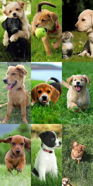 Puppy Wallpaper HD - Image screenshot of android app