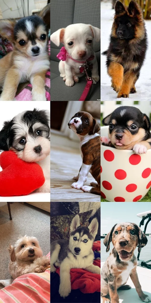 Puppy Wallpaper HD - Image screenshot of android app
