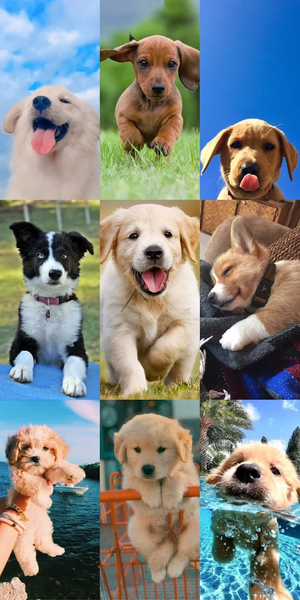 Puppy Wallpaper HD - Image screenshot of android app