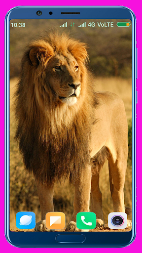 Lion HD Wallpaper - Image screenshot of android app