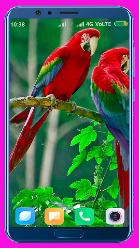 Parrot HD Wallpaper - عکس برنامه موبایلی اندروید