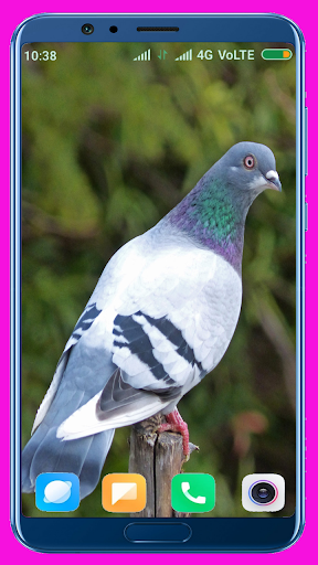 Pigeon HD Wallpaper - Image screenshot of android app