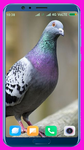 Pigeon HD Wallpaper - عکس برنامه موبایلی اندروید