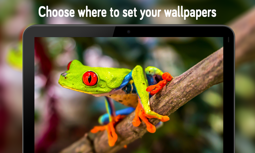 Animal & Birds Wallpaper (4k) - عکس برنامه موبایلی اندروید